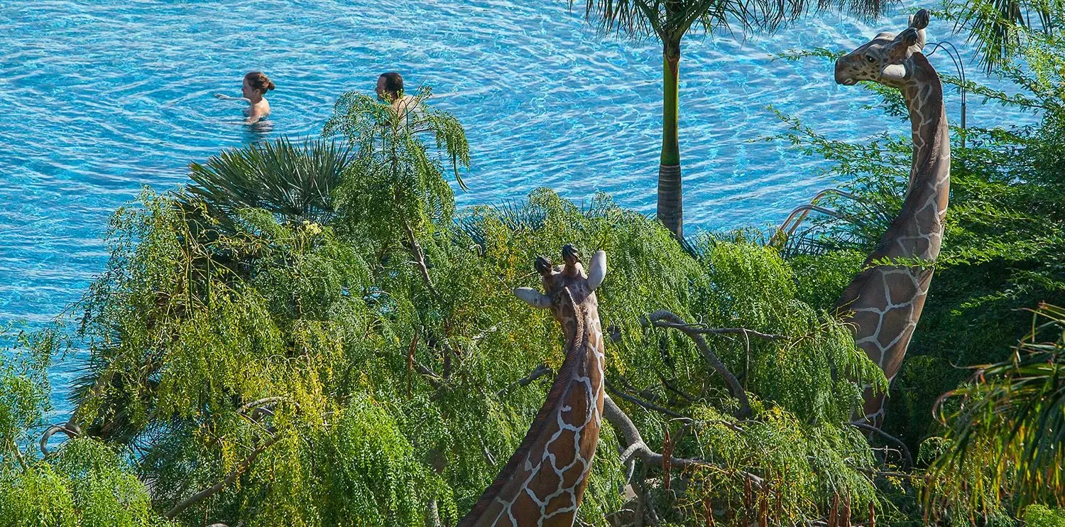 Lopesan Baobab Resort gallery image 5